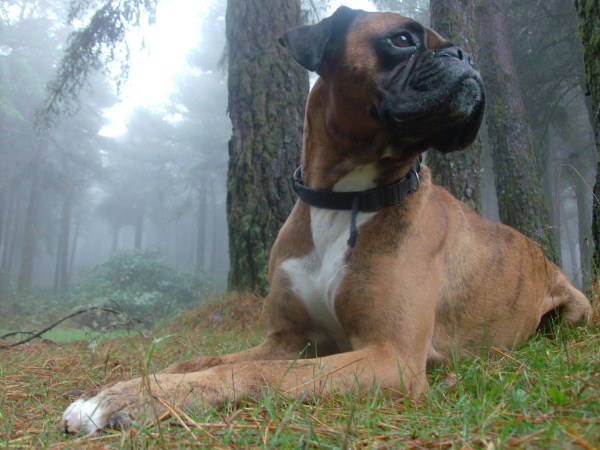 Forrest Rest