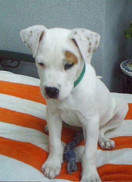 Foster Baby - Radar