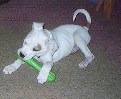 Foster Baby - Radar2