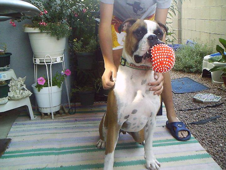 Foster boy Diesel