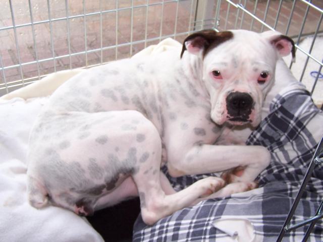 Foster girl Maggie in Her Crate