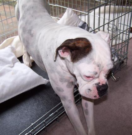 Foster girl Maggie Stretching