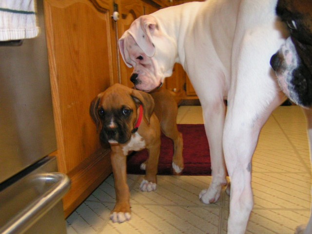 Foster puppy pic 2