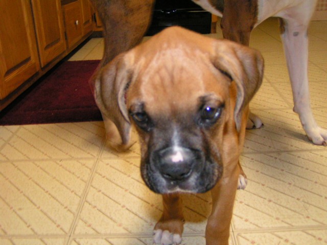 Foster puppy pic 3