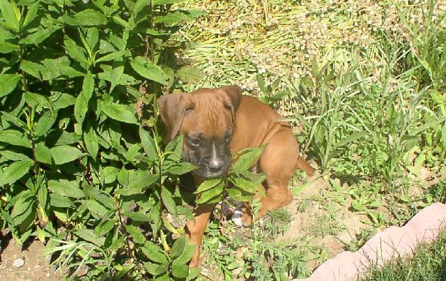 Foster