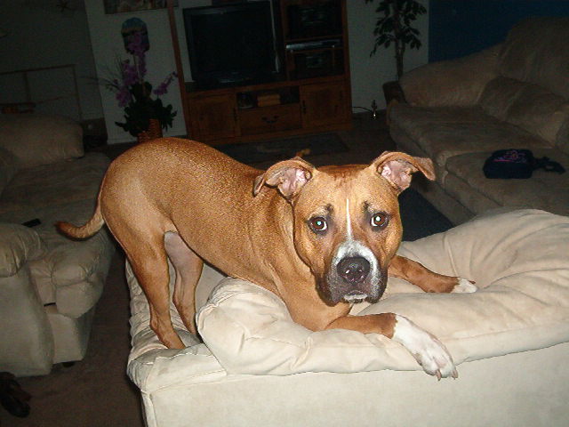 Found Mixed Boxer