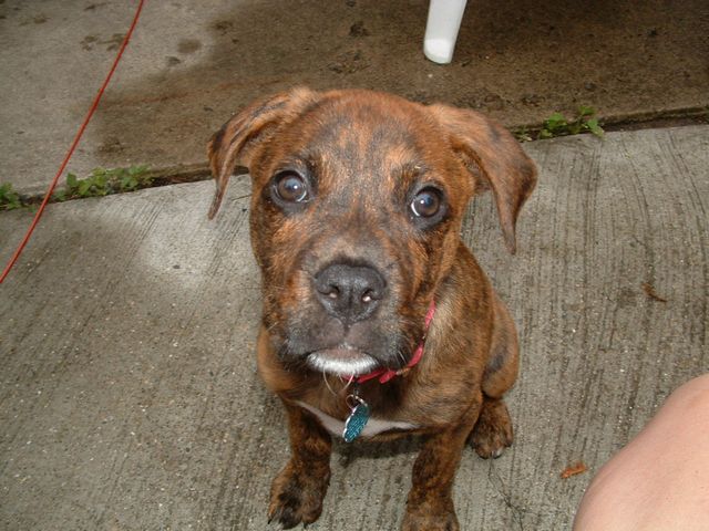 Foxy Roxy Girl