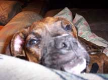 fozzie