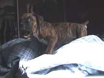 fozzie's 1st day