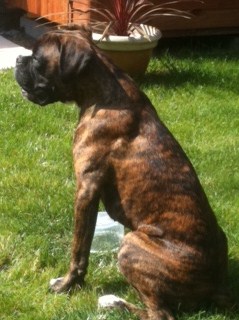 Frank on the look out 5 months old