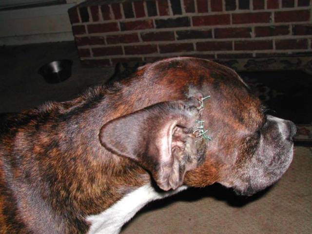 Franken boxer