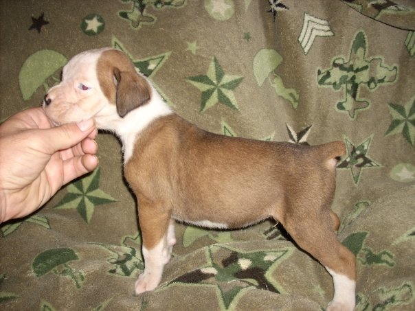 frankie 4 weeks old