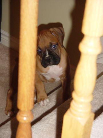 Frankie already behind bars.