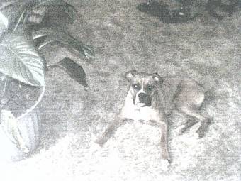 Frankie (black & white)