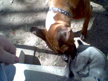 Frankie is biting Charlie