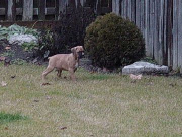 Frankie patrolling the yard.