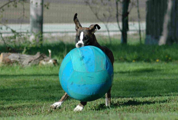 fred_big_ball
