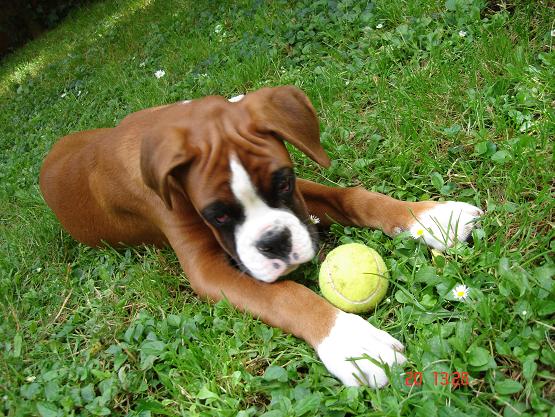 Fredi 2 - 4 months old