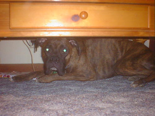 Freemont hiding