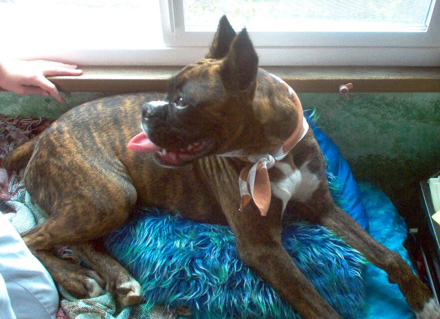 Frey at the front window