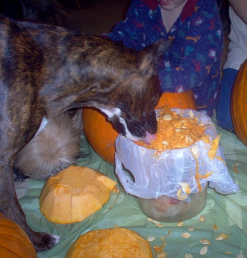 Freya "helping" carve