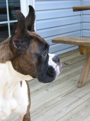Freya