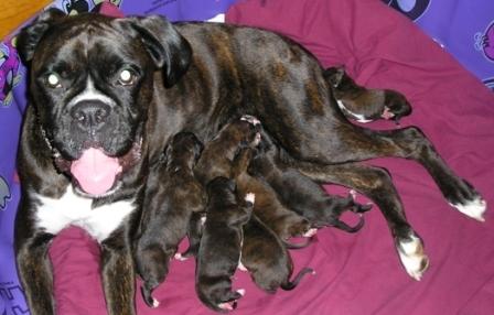 Freya's Mom