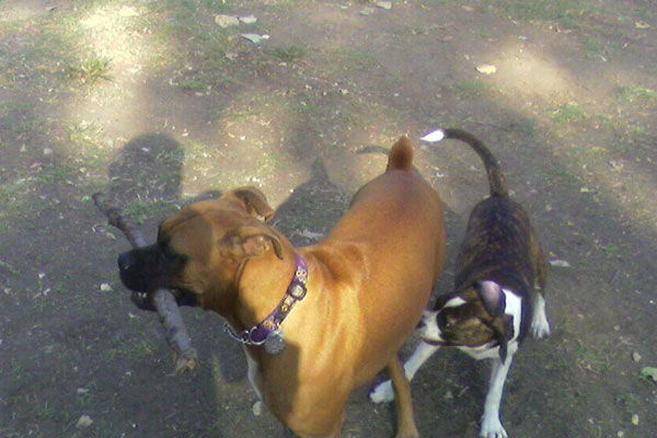 Friends at the dog park