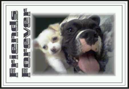 friends forever