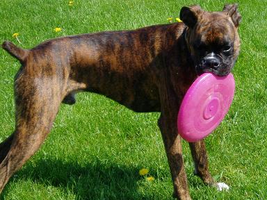 Frisbee Foreman