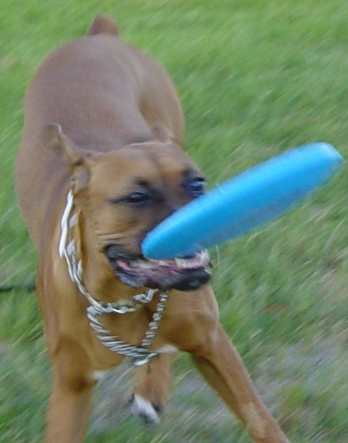 Frisbee playing