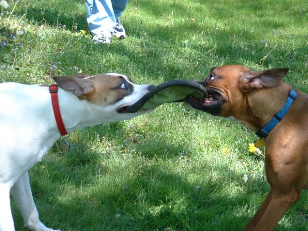 Frisbee Tug