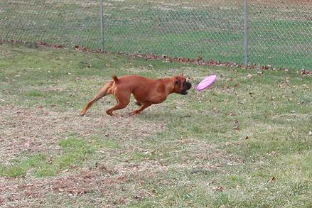 Frisbee!