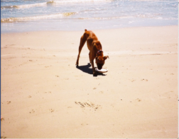 Frisby at the Beach