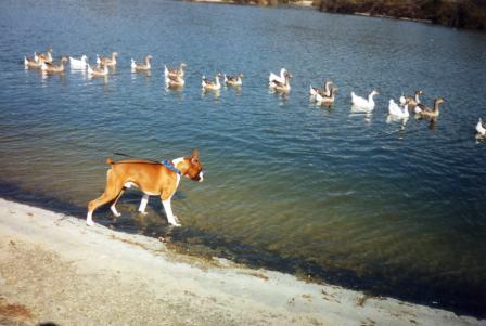 fritz_and_ducks