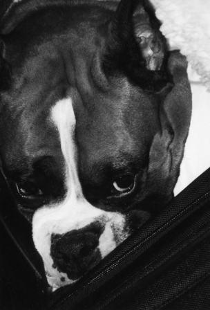 fritz_close_up