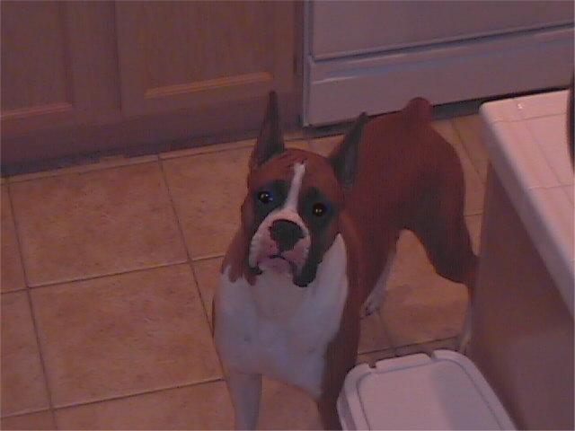 Fritz_is_posing_for_daddy