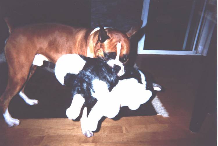 Fritz_one_year_old