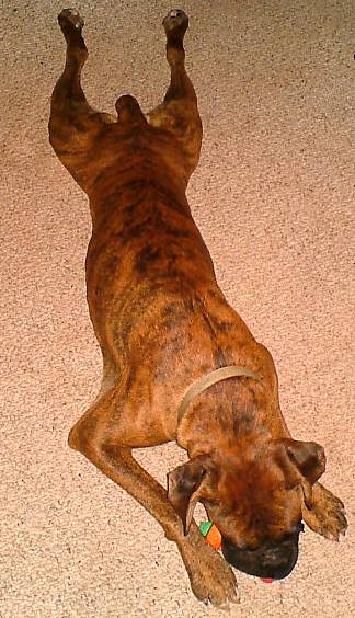 Frog Dog Chuvalo