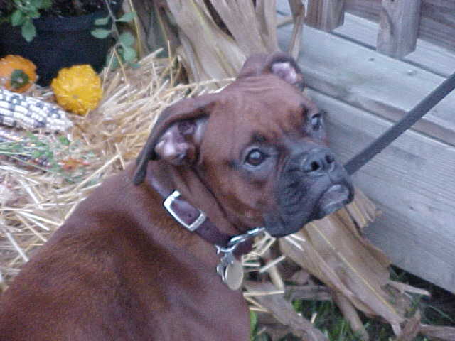 Frog Dog