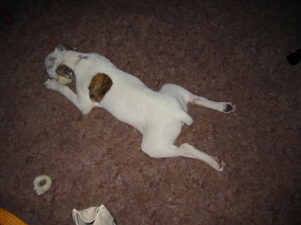 Frog-dog