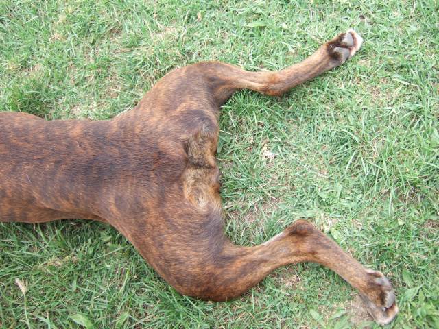Frog legs