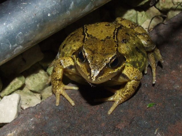 Frog