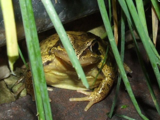 Froggy