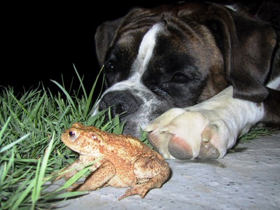 Frogs are Friends, Not Food