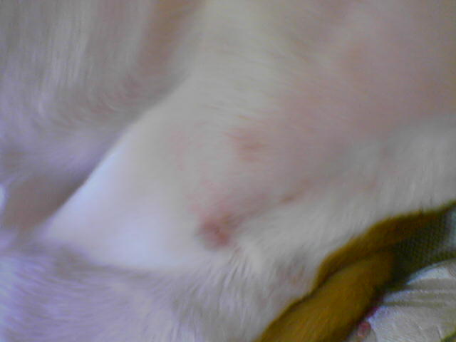 from the abrasion with collar??