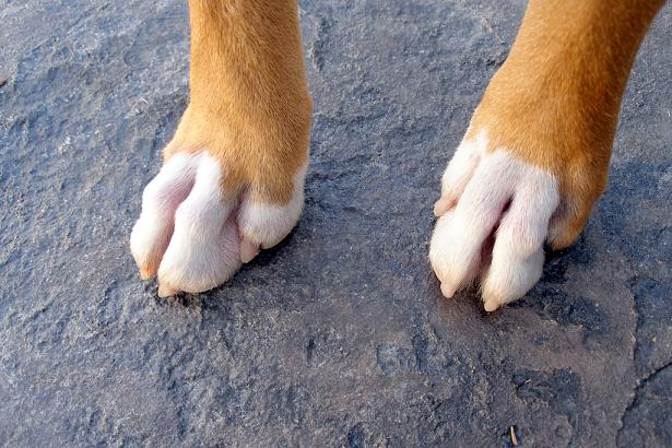 Front paws