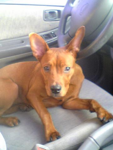 Front Seat Girl