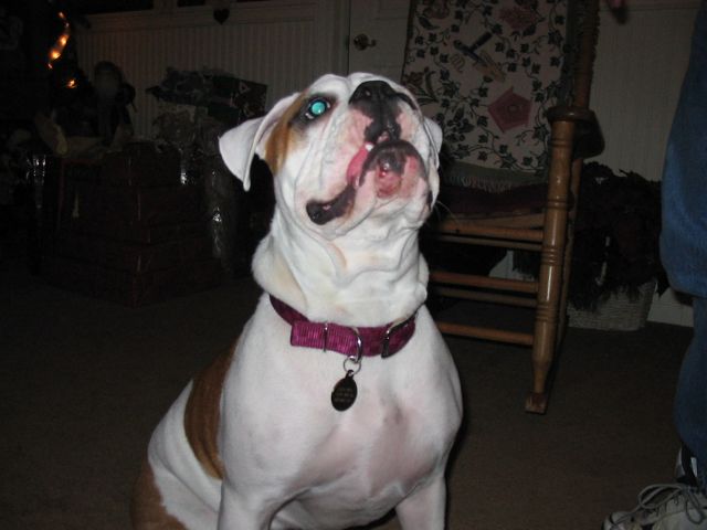 Frontal view of Sasha