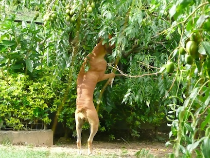 Fruit thief